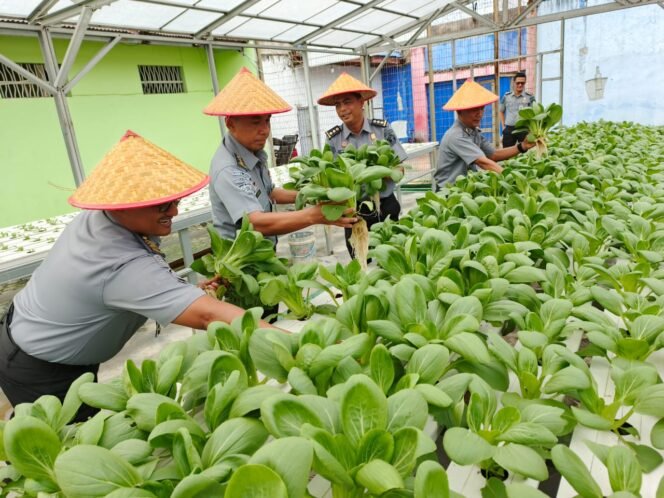 
					Dukung Program Ketahanan Pangan Nasional, Seksi Giatja Lapas Pekanbaru Terus Produktif Dengan Memanen Sayuran Pakcoy