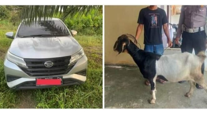 
					Setahun Buron, Pencuri Kambing Pakai Mobil Mewah di Rohul Akhirnya Ditangkap Polsek Bonai Darussalam