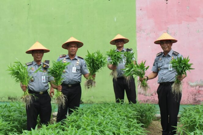 
					Dukung Program Ketahanan Pangan, Kalapas Pekanbaru dan Jajaran Panen Hasil Pembinaan Kemandirian Warga Binaan