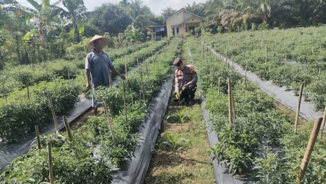 
					Polsek Ujungbatu Lakukan Peninjauan Lahan Program Ketahanan Pangan