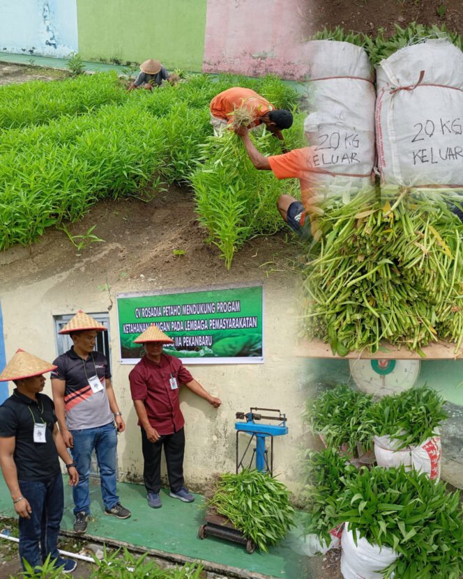 
					Dukung Program Ketahanan Pangan, Seksi Giatja Lapas Pekanbaru Panen Raya 136 kg Sayur Kangkung.