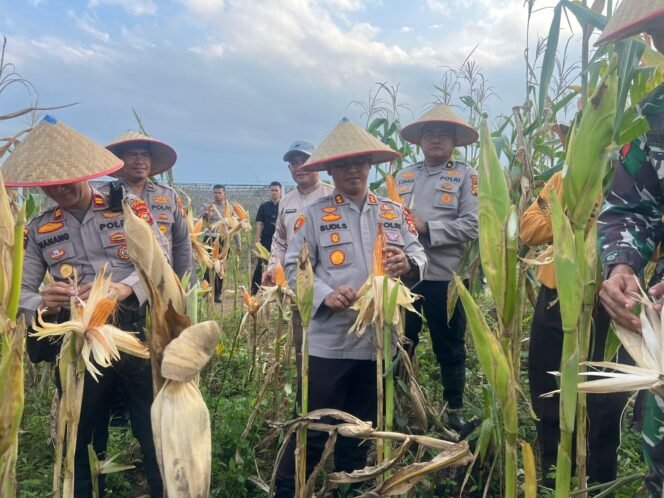 
					Polres Rokan Hulu Gelar Panen Raya Jagung Di Desa Pasir Agung, Dukung Program ASTA CITA PRESIDEN RI CITA Presiden RI