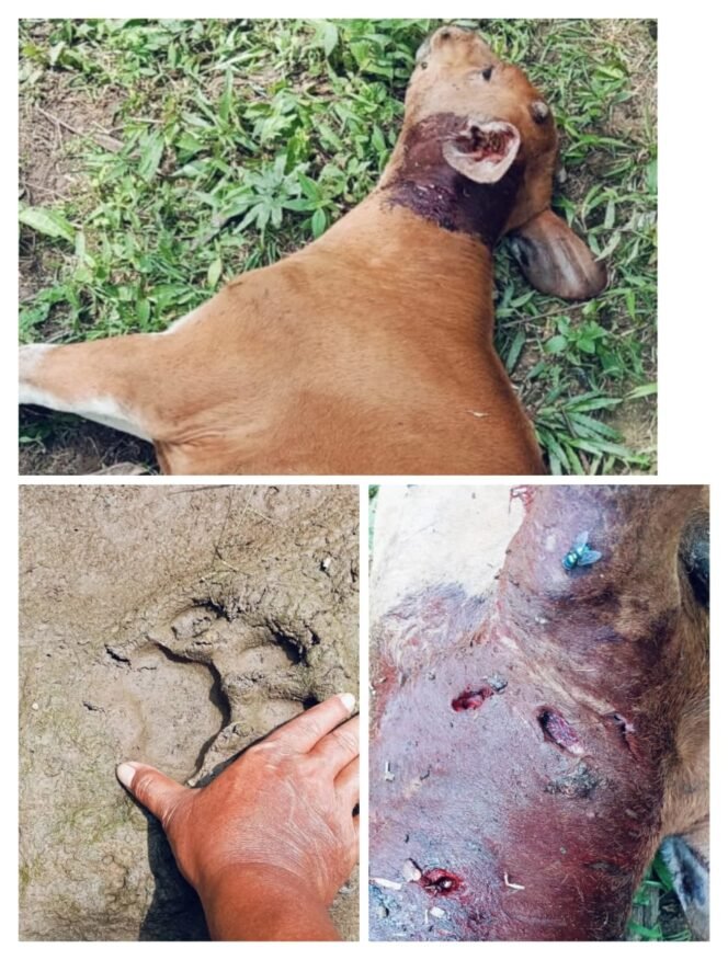 
					Harimau Menyerang Hewan Ternak Warga, Masyarakat Sungai Sitolang Diimbau Waspada