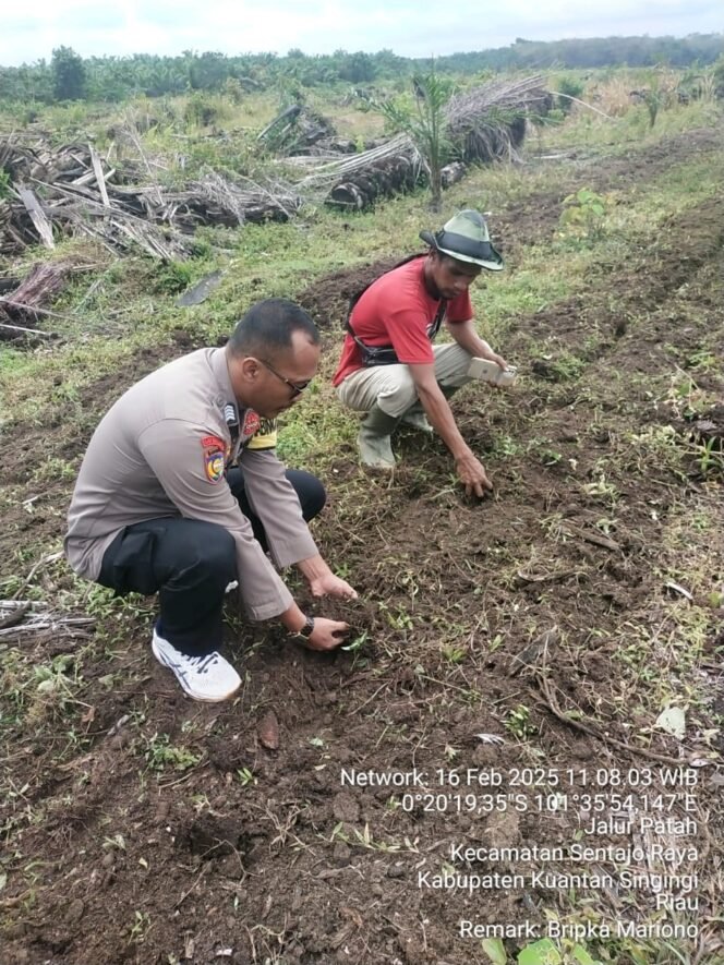 
					Sinergi Polsek Pangean dan PT. Gatipura Mulya dalam Program Ketahanan Pangan Nasional