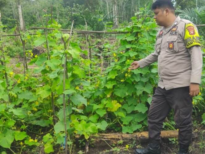 
					Bhabinkamtibmas Polsek Kuantan Mudik Dukung Ketahanan Pangan dengan Cek Lahan Mentimun Warga