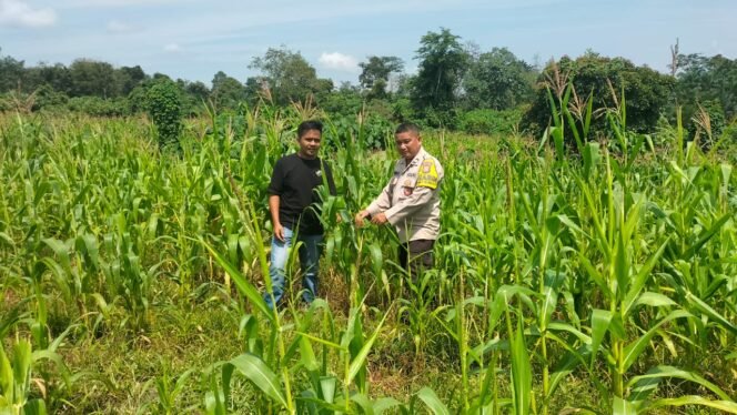 
					Bhabinkamtibmas Polsek Kuantan Mudik Dukung Ketahanan Pangan Nasional dengan Pengecekan Tanaman Jagung Kelompok Tani Gemuray