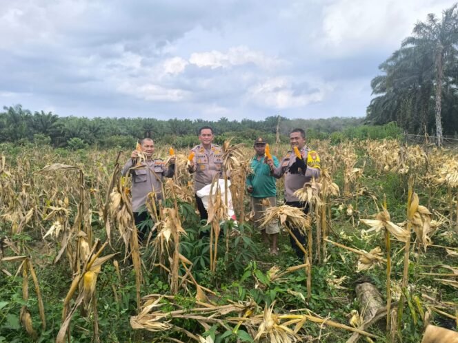 
					Polsek Rambah Panen Jagung di Bangun Purba, Dukung Program Ketahanan Pangan ASTA CITA.