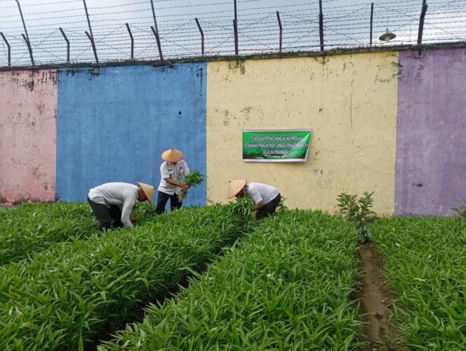 
					Lapas Kelas IIA Pekanbaru Panen Kangkung, Dukung Program Ketahanan Pangan dan Pembinaan Warga Binaan.