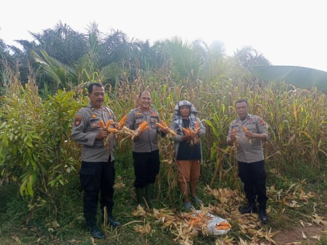 
					Polsek Tandun dan Petani Panen Jagung, Dukung Program Ketahanan Pangan.