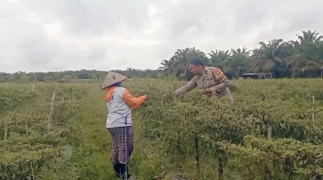 
					Sambangi Petani Cabai, Bhabinkamtibmas Kepenuhan Raya Dukung Swasembada Pangan.