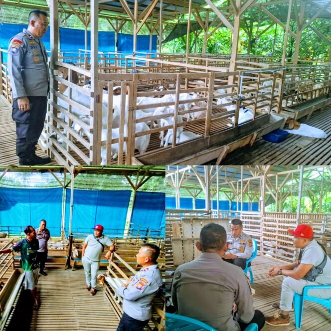 
					Sat Binmas Polres Rokan Hulu Kunjungi Peternakan Kambing “Nawasena Farm”, Dorong Ketahanan Pangan dan Kemandirian Ekonomi