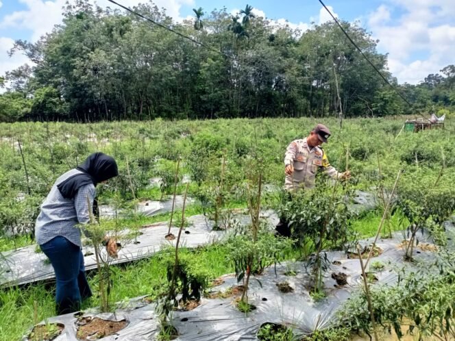 
					Polsek Kuantan Tengah Cek Tanaman Cabai Terancam Gagal Panen