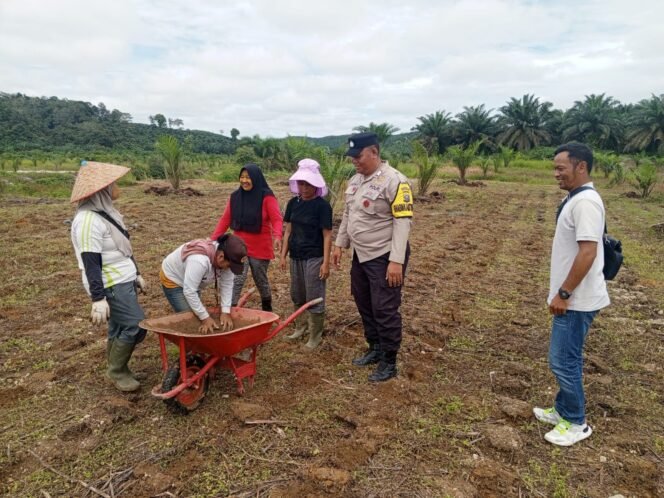 
					Polsek Hulu Kuantan Dukung Ketahanan Pangan, Cek Pengolahan Lahan Tumpang Sari di Desa Serosah.