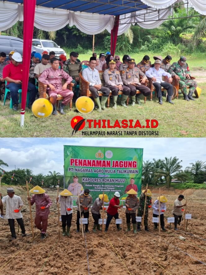 
					PT. Naga Mas Agro Mulia II dan Pemkab Rohul Bersinergi Tanam Jagung Pipil untuk Ketahanan Pangan