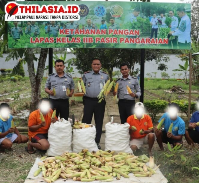 
					Lapas Pasir Pangaraian Panen Jagung Manis, Warga Binaan Berdaya untuk Ketahanan Pangan.
