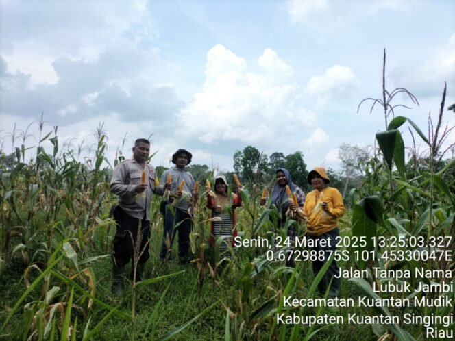
					Polsek Kuantan Mudik Bersama Warga dan Kelompok Tani Gemuray Gelar Panen Raya Jagung Pipil di Desa Kasang