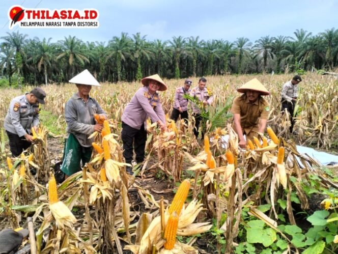 
					Panen Raya Jagung Serentak Tahap II Di Rambah Hilir: Polsek Turun Tangan Dukung Ketahanan Pangan.