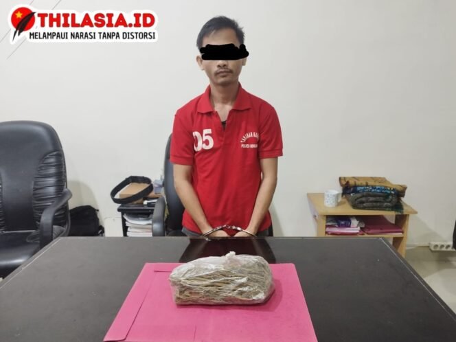 
					Berantas Narkotika, Satresnarkoba Polres Rohul Amankan 277,35 Gram Ganja di Bangun Purba.