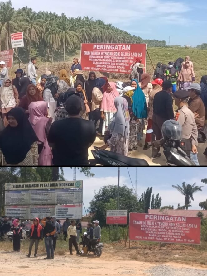 
					Anak Kemenakan Tengku Sidiq Patok Lahan 1.500 Hektare, Klaim Warisan Leluhur yang Dikuasai Perusahaan.