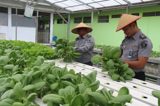 
					Panen Sayur Selada dan Pakcoy, Wujud Nyata Lapas Pekanbaru Terus Produktif dan Konsisten Dukung Program Ketahanan Pangan.
