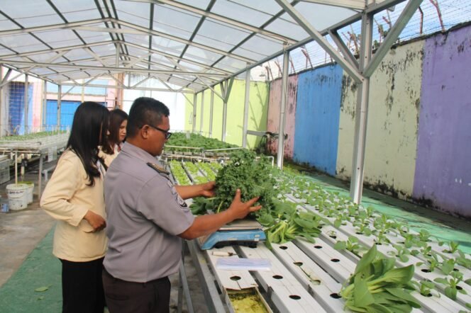 
					Lapas Pekanbaru Panen Kale dan Pakcoy, Wujud Nyata Dukungan Program Ketahanan Pangan.