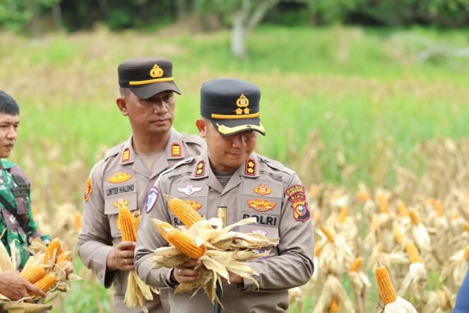
					Kapolres Kuansing Hadiri Panen Raya Jagung Pipil di Desa Kampung Baru Sentajo Raya