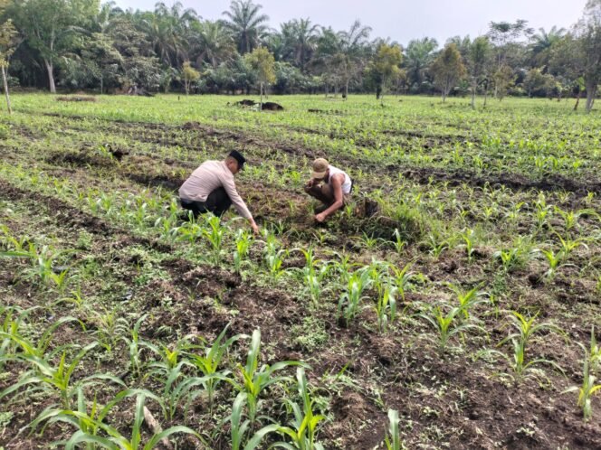 
					Polsek Tambusai Utara Kawal Pertumbuhan Jagung Demi Perkuat Ketahanan Pangan di Desa Mekar Jaya