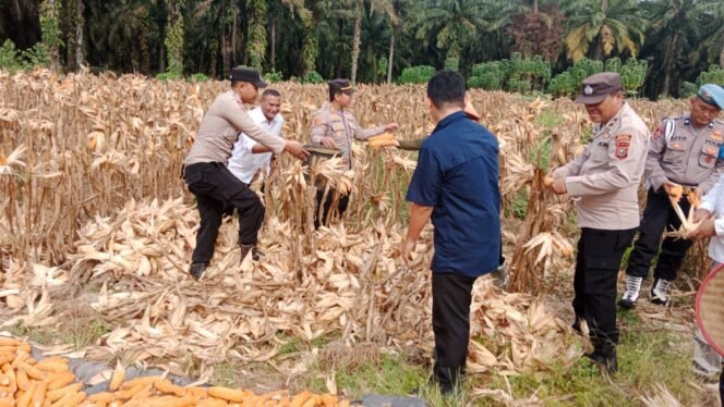 
					Polsek Tambusai Utara Panen Raya Jagung 4 Ton, Wujud Nyata Dukung Swasembada Pangan 2026