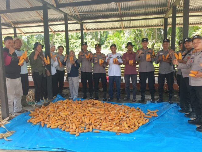 
					Panen Jagung 4 Ton di Rambah, Sinergi Polsek Rambah dan Petani Wujud Nyata Swasembada Pangan 2026
