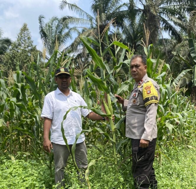 
					Dukung Ketahanan Pangan, Polsek Tapung Hilir Pantau Perkembangan Tanaman Jagung Pipil Milik Warga Desa Kota Baru